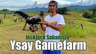 Best Gamefowl Ysay Gamefarm By JeckJeck Sabadisto [upl. by Cosma477]