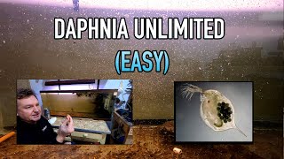 How I Raise Daphnia Water Fleas And You Can Too [upl. by Negaet381]