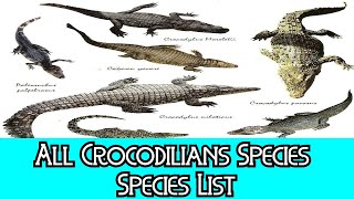 All Crocodilians Species  Species List [upl. by Yerrot]