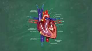 Herz amp Blutkreislauf verständlich erklärt [upl. by Icak80]