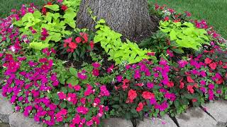 New Guinea Impatiens VS Sunpatiens VS cheap Walmart Impatiens  Diamond Snow Euphorbia [upl. by Anilehcim]