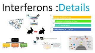 Interferons details [upl. by Arielle20]