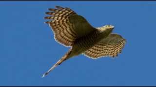 Sparrowhawk Bird Call Bird Song [upl. by Eanwahs]