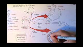 Digestive System Anatomy [upl. by Nellac]