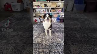 Dog makes a tiktok video [upl. by Enwahs]