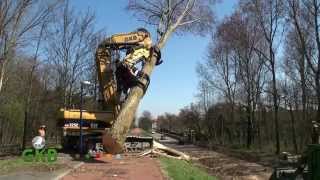 bomen rooien Hoek van Holland [upl. by Laurice426]