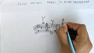 Plasma membrane  fluid mosaic model diagram phospholipid bilayer cell membrane [upl. by Lewanna]