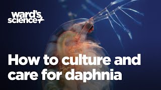 Caring and Culturing for Daphnia [upl. by Notac]