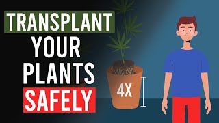 How to Safely Repot Your Cannabis Plants [upl. by Paterson]