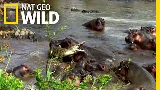 Hippo vs Crocodile  Nat Geo Wild [upl. by Pimbley708]