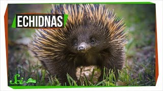 Why Echidnas Are Evolutionary Misfits [upl. by Briny214]