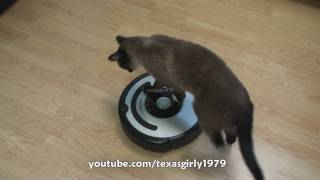 Cat shows HOW TO use iRobot Roomba Vacuum [upl. by Timothea]