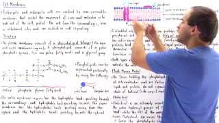 Cell Membrane and Fluid Mosaic Model [upl. by Palermo]