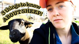 3 THINGS YOU NEED TO KNOW about Sheep  Dorper Sheep Farming [upl. by Shulamith]