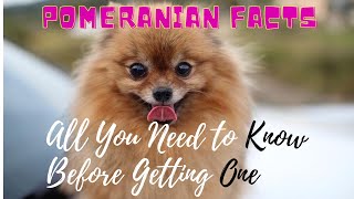 Facts About Pomeranian Dogs 101All You Need to Know [upl. by Corrianne]