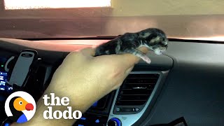 Tiny Shivering Kitten Gets Huge And Floofy  The Dodo Little But Fierce [upl. by Dorolice]