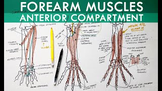 Forearm Muscles  Anterior Compartment  Anatomy Tutorial [upl. by Farver]