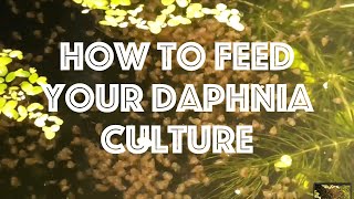 How To Feed Your Daphnia Culture [upl. by Deva]