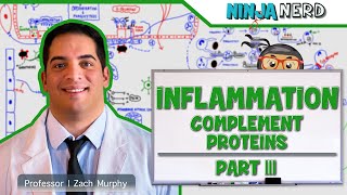 Immunology  Inflammation Complement Proteins Part 3 [upl. by Tamar23]