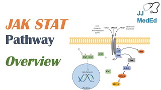 JAKSTAT Signaling Pathway [upl. by Aratihc523]