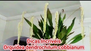 Dicas imperdíveis sobre a Orquídea Dendrochilum Cobbianum [upl. by Arnaldo]