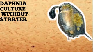 HOW TO CULTURE DAPHNIA NATURALLY WITHOUT A STARTER [upl. by Hosbein468]