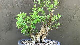 Honeysuckle Bonsai  Update from 2018 [upl. by Formica]