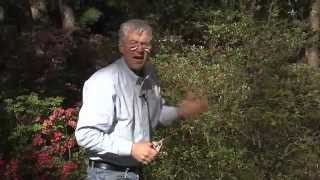 Walter Reeves  When And How To Prune Azaleas [upl. by Lindly]