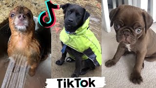 Cute amp Funny DOGS of TikTok  Best Compilation of Dog TIK TOKS [upl. by Lemyt]