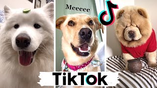 TIK TOKS That Make You Go AAWWW  Funny Dogs of TikTok Compilation  Cutest Puppies [upl. by Htiffirg]