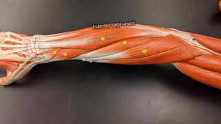 Muscles of the Forearm [upl. by Yukio]