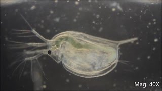 Daphnia magna under the Microscope [upl. by Esorylime]