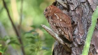 Eastern Screech owl call trill [upl. by Eenahpets611]