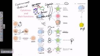 Cytokines and cytokine receptors [upl. by Arin]