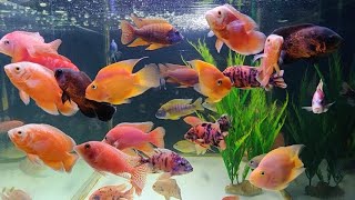 Exotic Fish at Austin Aquatic Aquarium Fish Shop [upl. by Kalb]