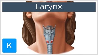 Anatomy and Physiology of Larynx  Action of Laryngeal muscles  Dr Bhanu prakash [upl. by Ekeiram996]