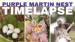 Purple Martin Nest Timelapse [upl. by Ingmar]