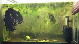 Scuds Daphnia Cherry Shrimp Copepods My aquatic food culture [upl. by Alegnatal398]