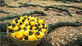 How Cashew Nut Farming and Processing  Cashew Cultivation Asian Technology [upl. by Dionne]