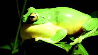 Perons tree frog song amp call  Litoria chloris Australian frog [upl. by Attebasile]