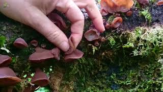 Wood Ear Auricularia auriculajudae [upl. by Lael]