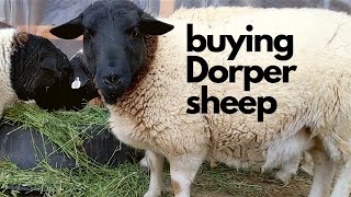 Dorper Sheep Shopping [upl. by Genevieve]