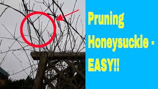 Pruning honeysuckle [upl. by Hafler]