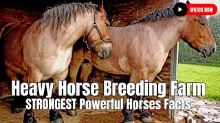 Heavy Horse Breeding Farm  STRONGEST Powerful Horses Facts [upl. by Haelahk593]