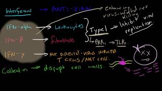 Immunology  Interferons [upl. by Anilag]