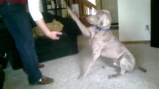 Weimaraner Tricks [upl. by Kimberlyn426]