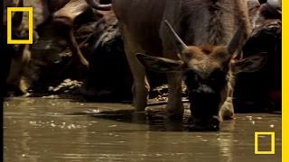 Croc vs Wildebeest amp Gazelle  National Geographic [upl. by Akired273]