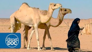 The Greatest Desert  Nomads of the Sahara [upl. by Khudari40]