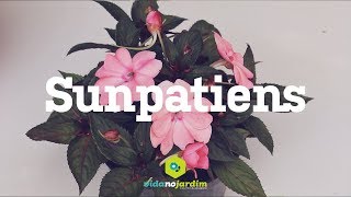 Sunpatiens [upl. by Llehsal]