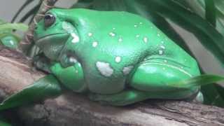 Whites Tree Frog  Litoria caerulea [upl. by Cathleen]